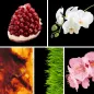 Preview: Duftnoten: Granatapfel, Orchidee, Amber, grüne Noten, Kirschblüte